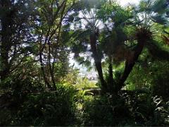 183 HYERES ET SES PALMIERS D01_000036